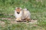SPITZ ALLEMAND 266